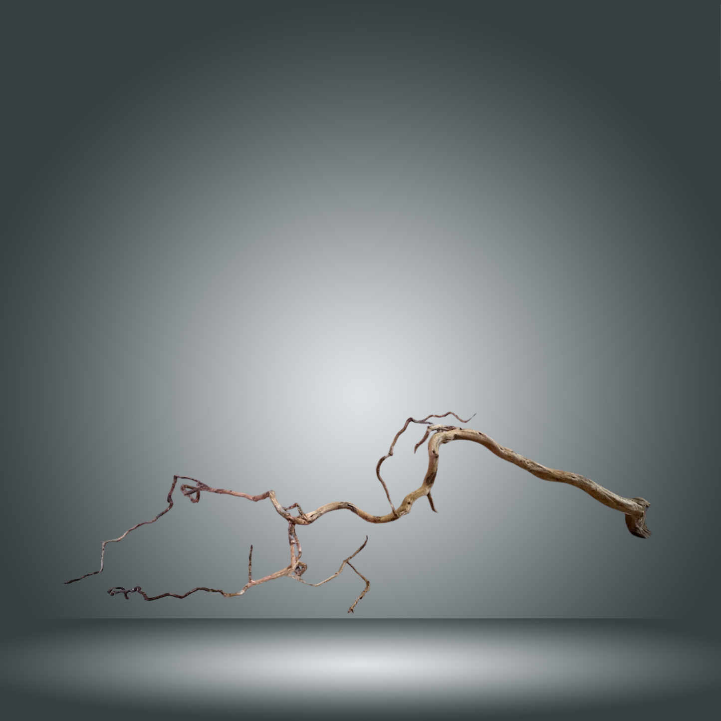 Rama Snake 13E - 016 aprox. 80/100cm