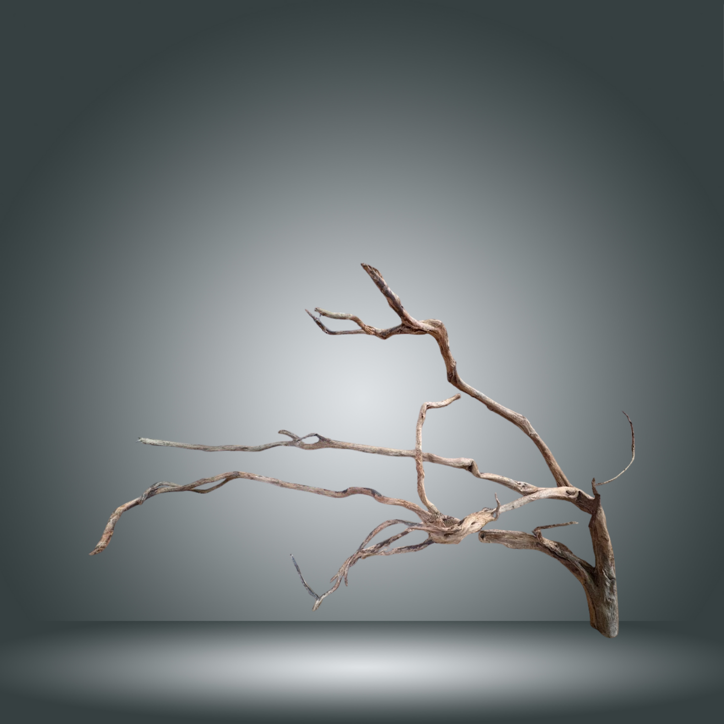 Rama Snake 13E - 017 aprox. 80/100cm