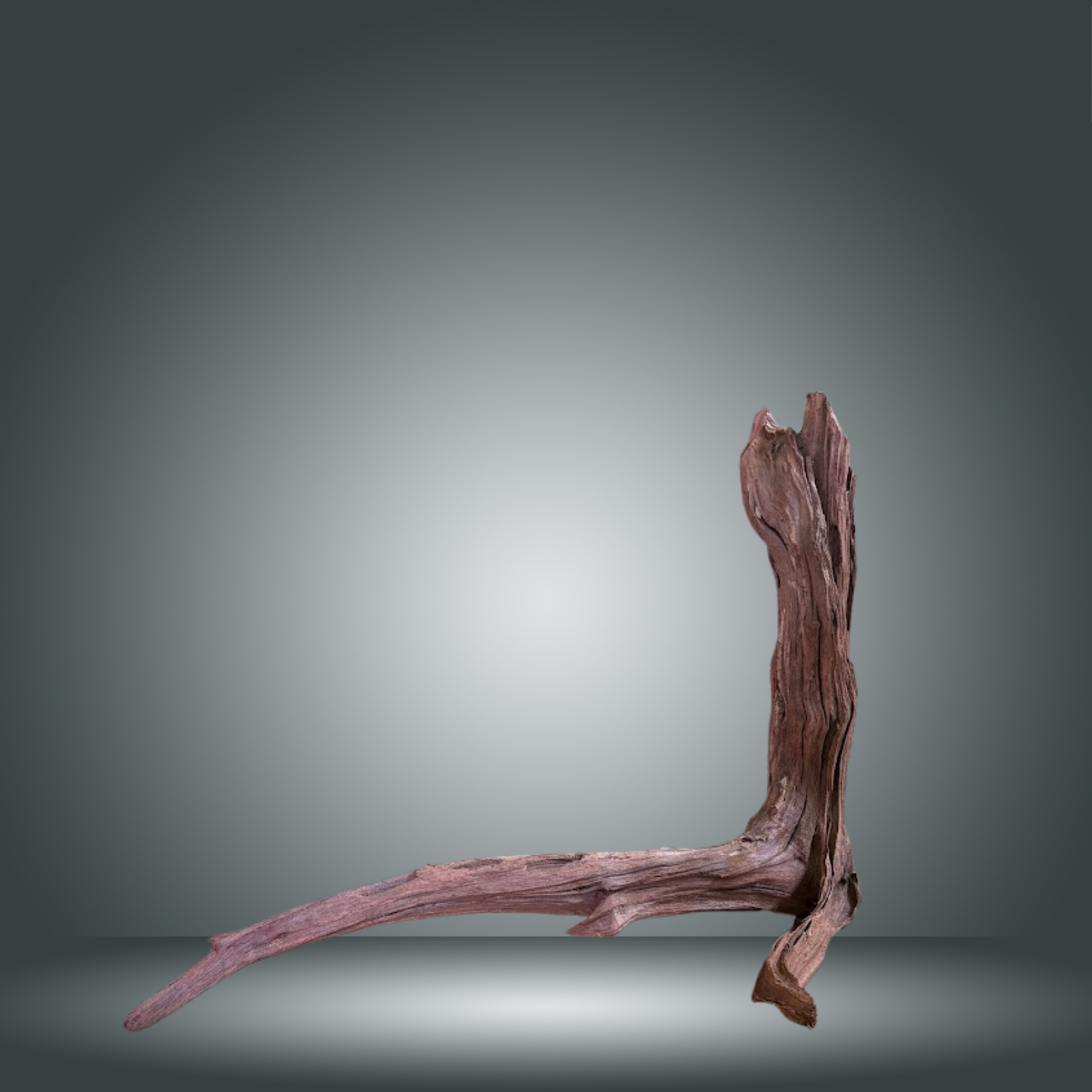 Driftwood 13E - 021 aprox. 60/80cm