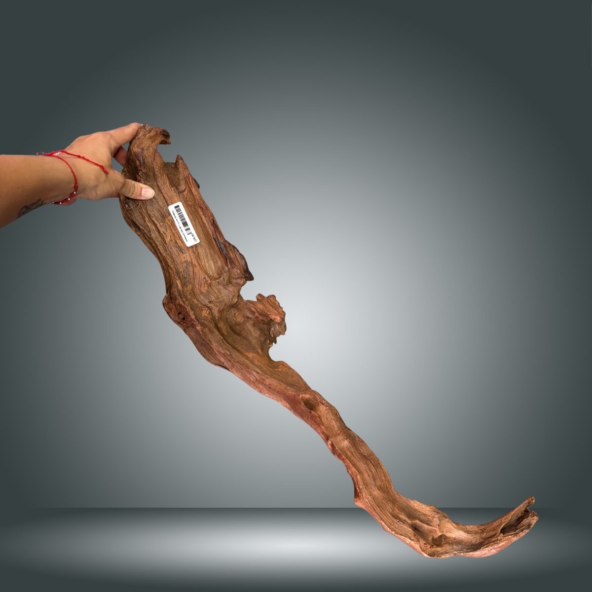 Driftwood 29S-007 | aprox 50-60cm