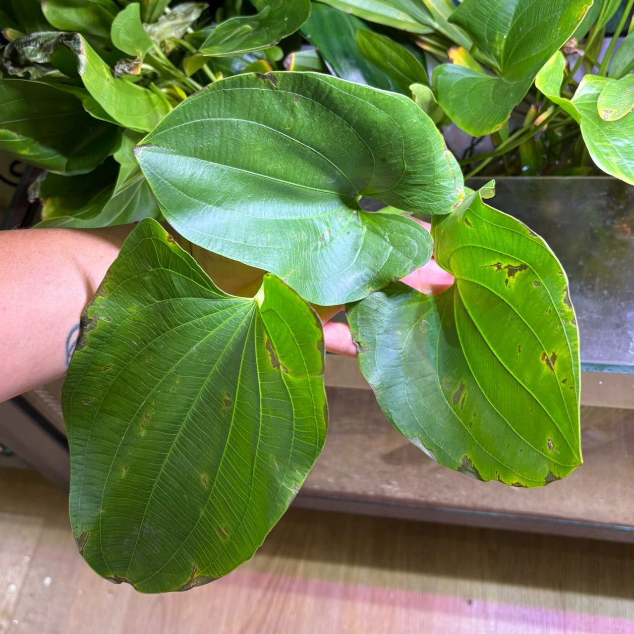 Echinodorus argentinensis | oferta