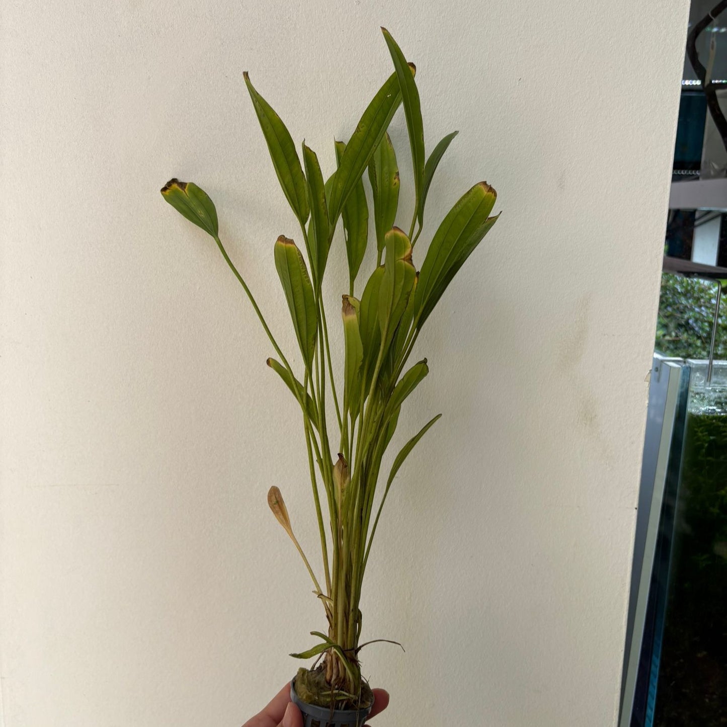 Echinodorus gold finger | oferta