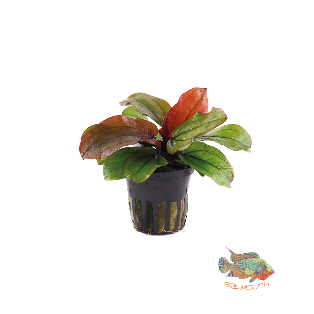 Echinodorus Reni | planta para acuarios