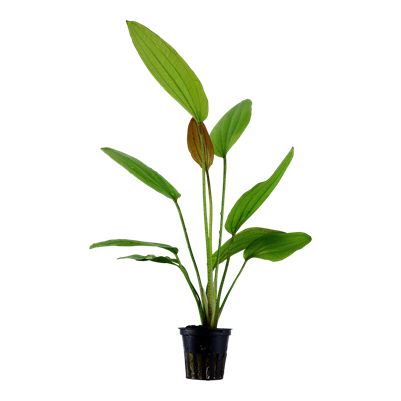 Echinodorus Rosé