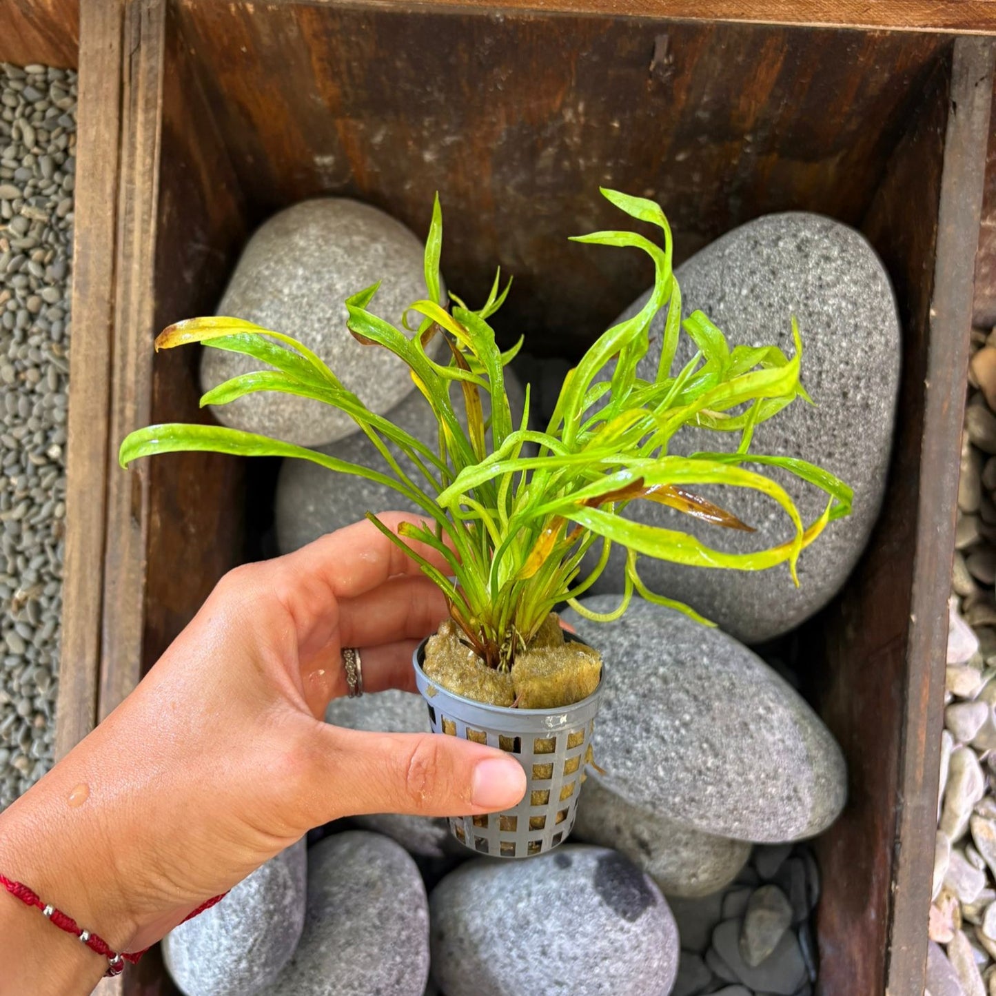 Echinodorus vesuvius