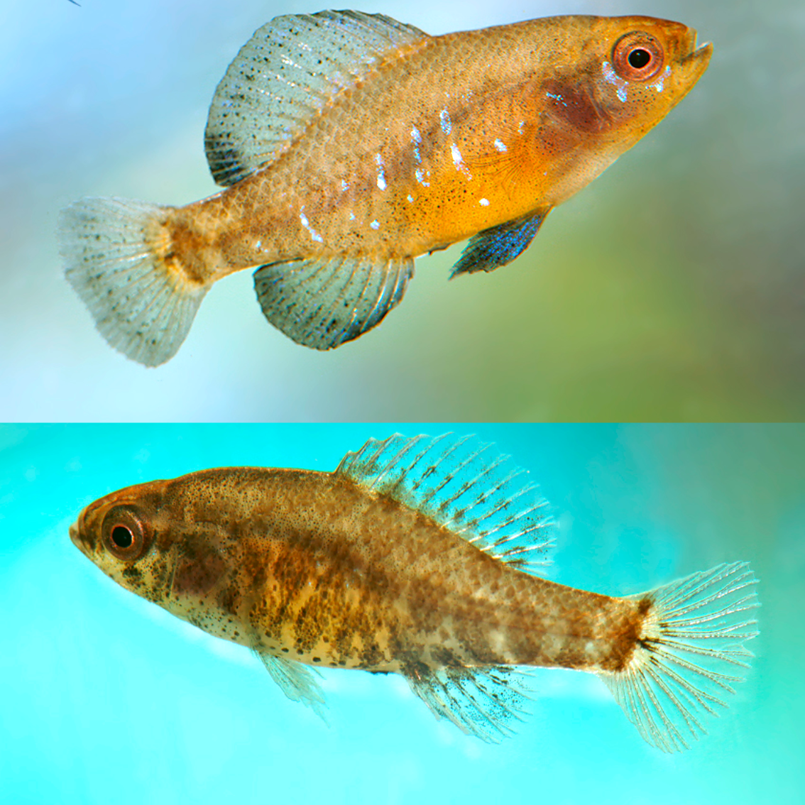 Elassoma Gilberti talla md
