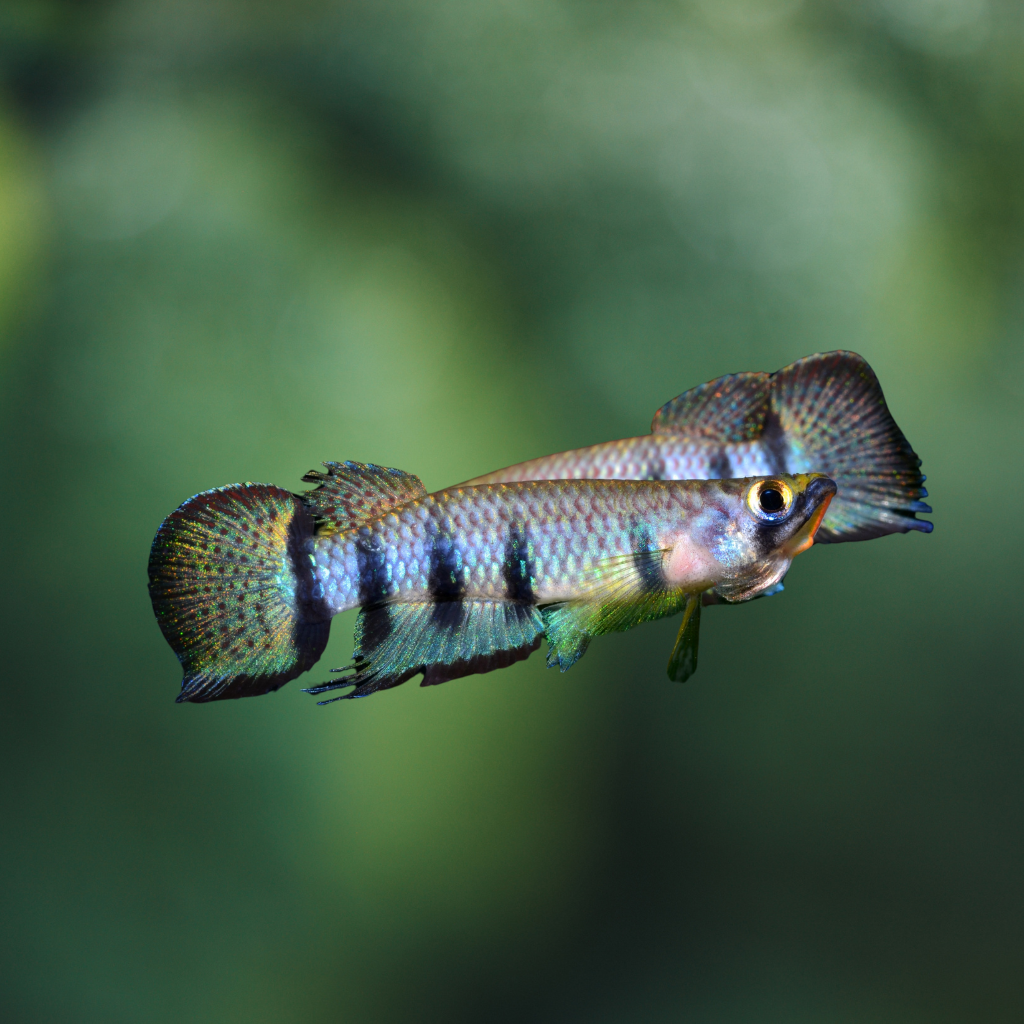 Epiplatys Dageti Dageti | peces agua dulce