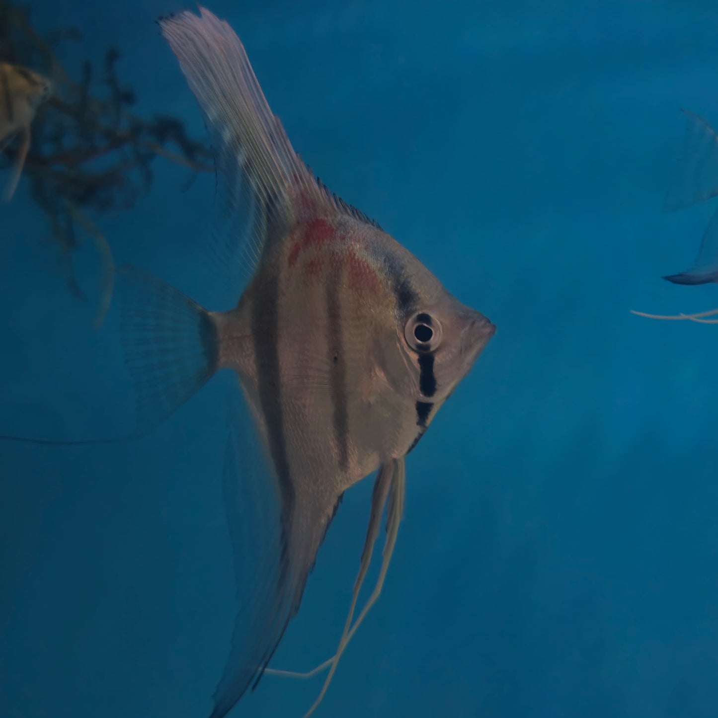 Pterophyllum Scalare Redback Manacapuru - talla md/lg