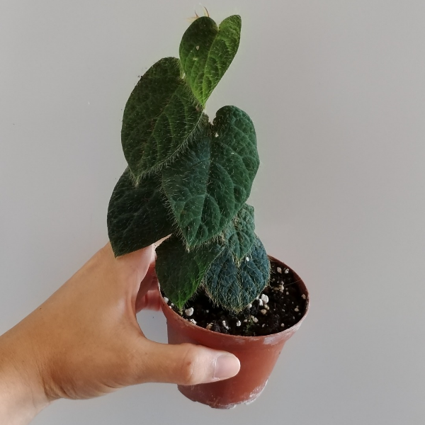 Ficus villosa | terrario