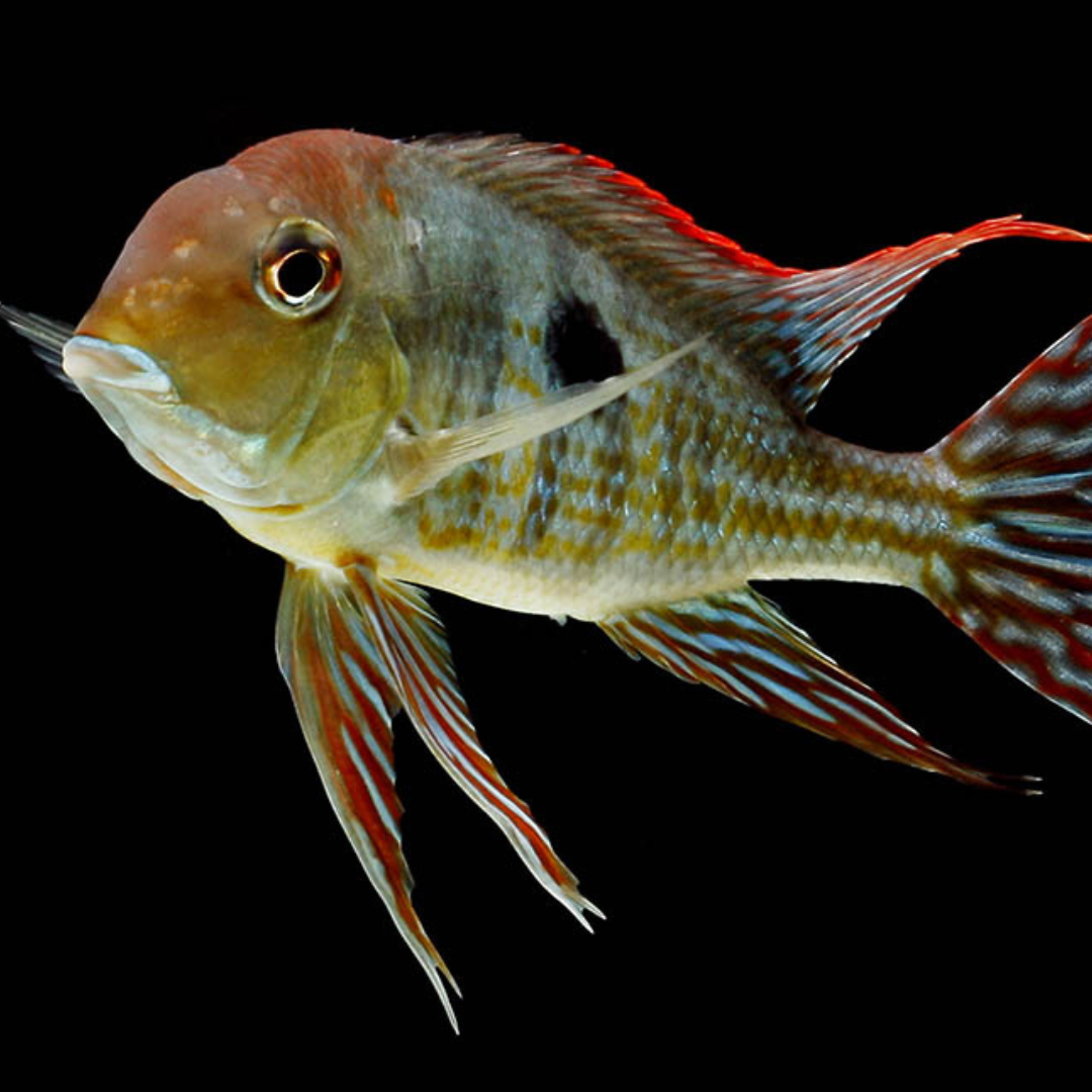 Geophagus pyrocephalus bred 5-7cm