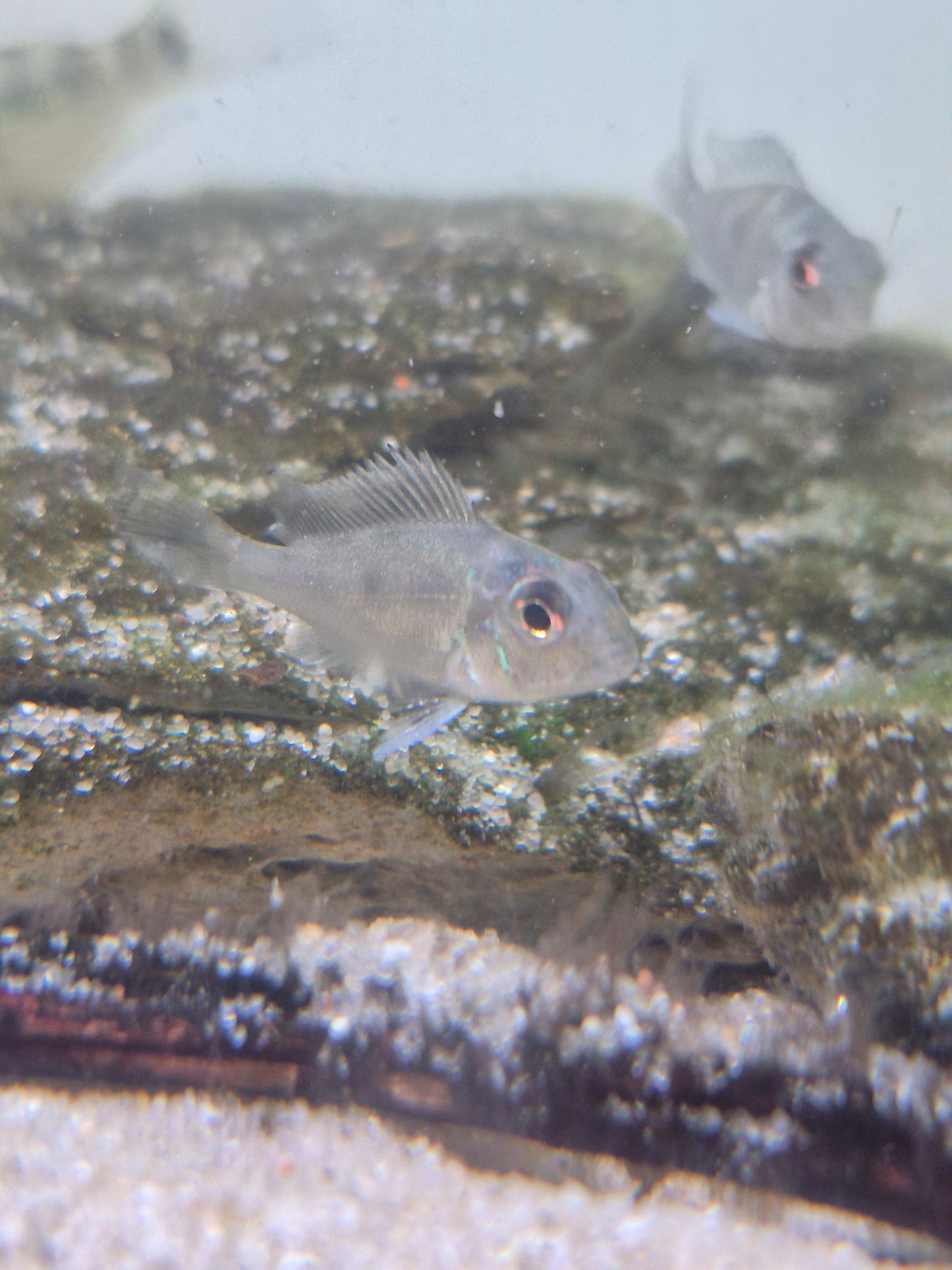 Geophagus Sveni Rio Parana bred