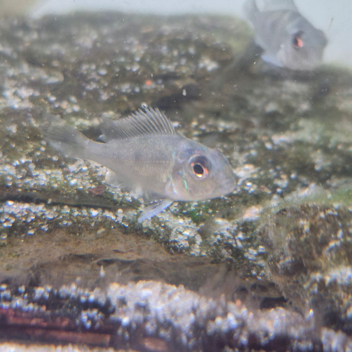 Geophagus Sveni Rio Parana bred