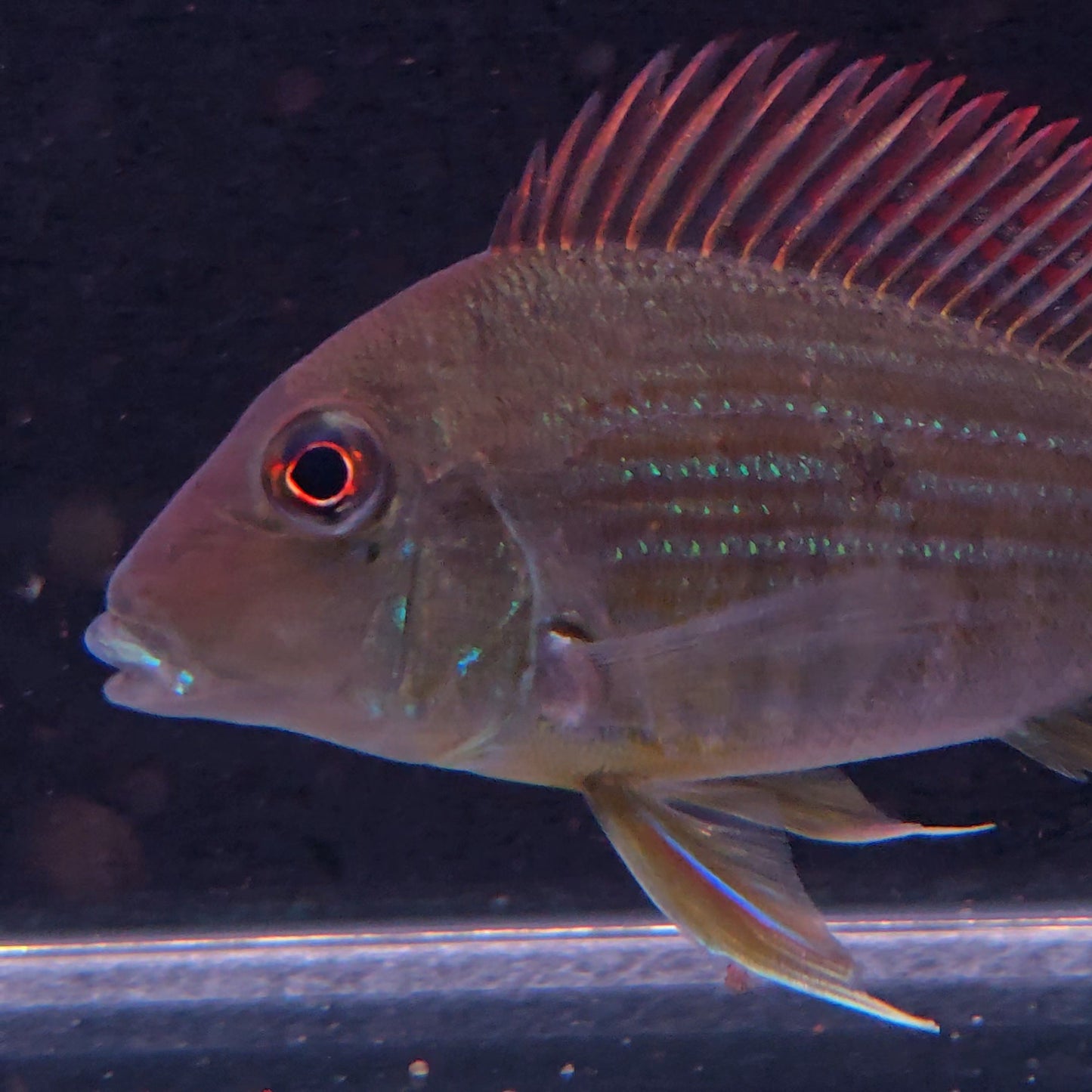 Geophagus sp. Tocantins River 12-15 cm – Hudson Crizanto