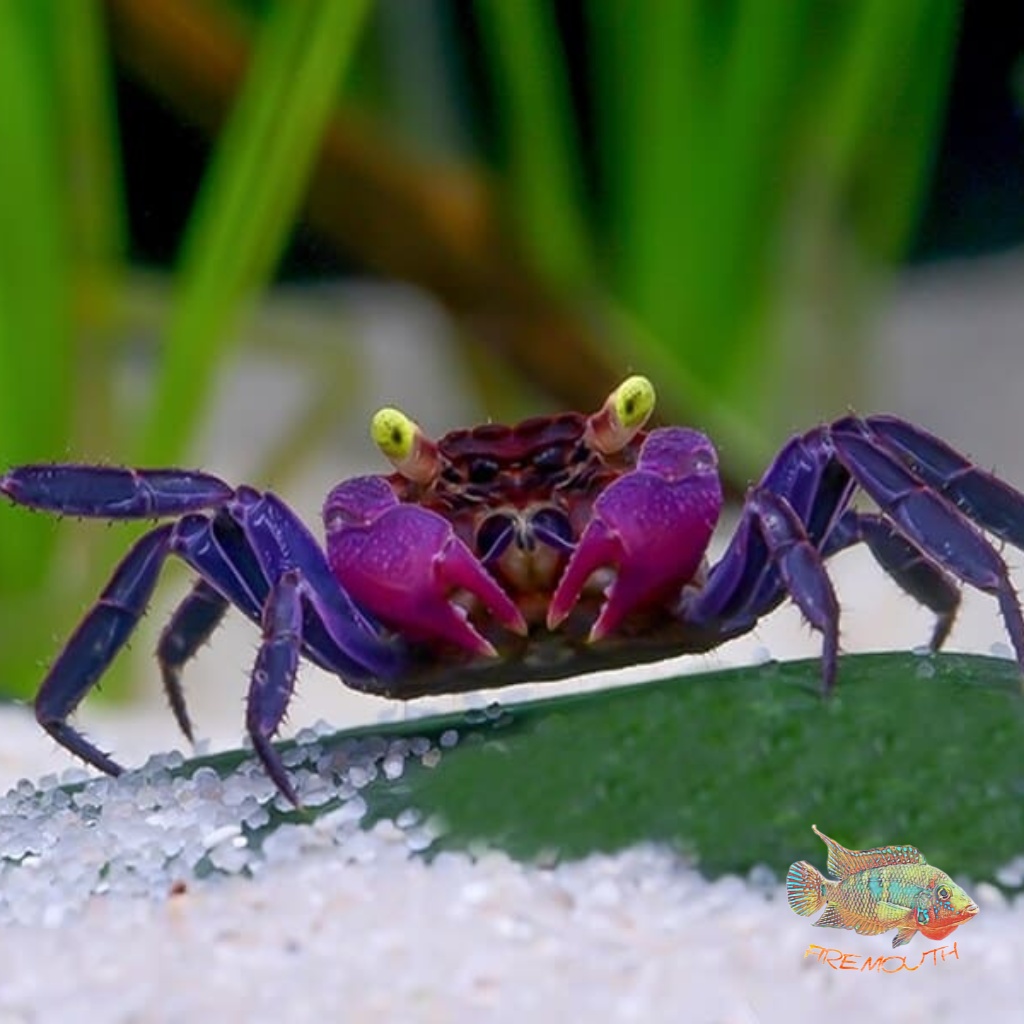 Cangrejo Vampiro Morado