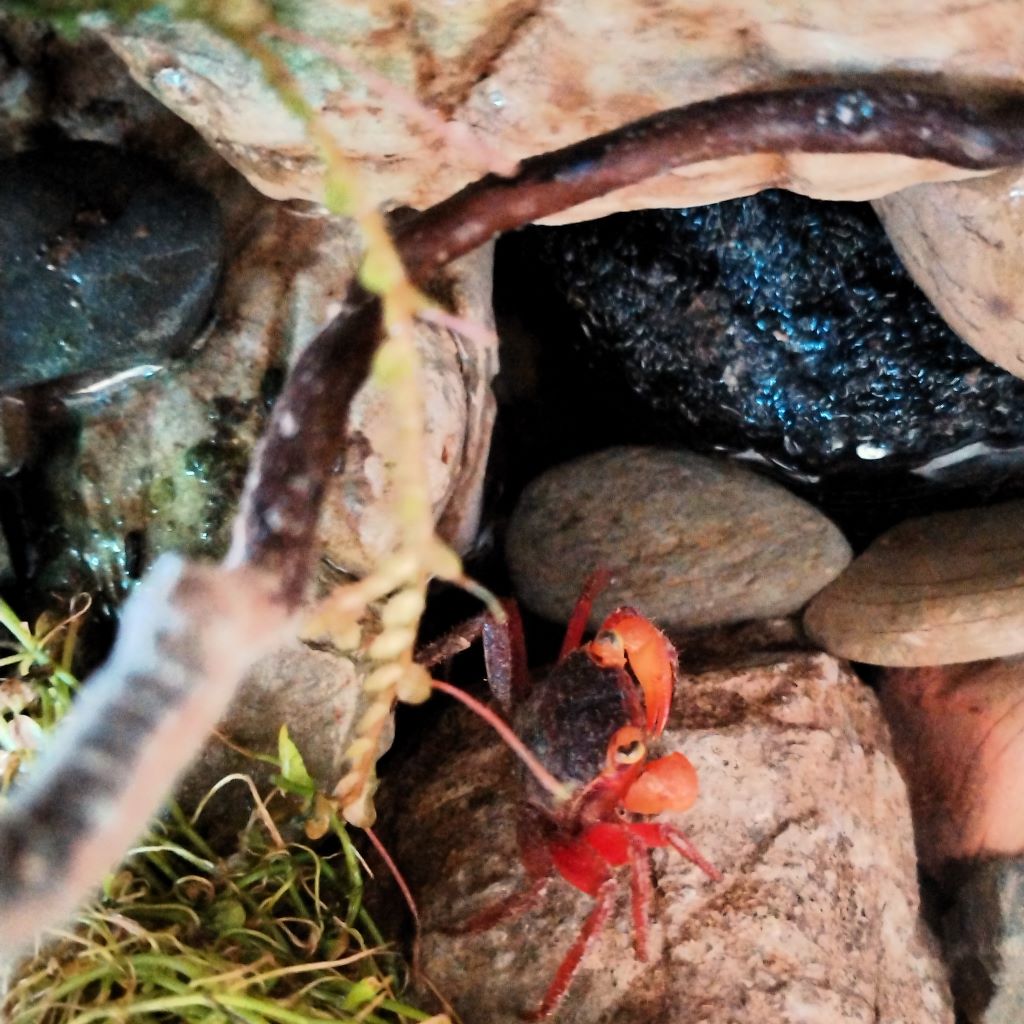 Geosesarma Notophorum | Cangrejo Mandarín