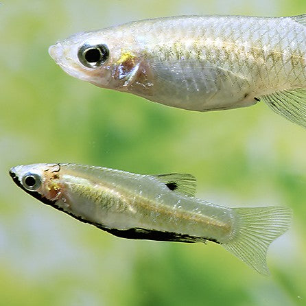 Girardinus metallicus black md-lg