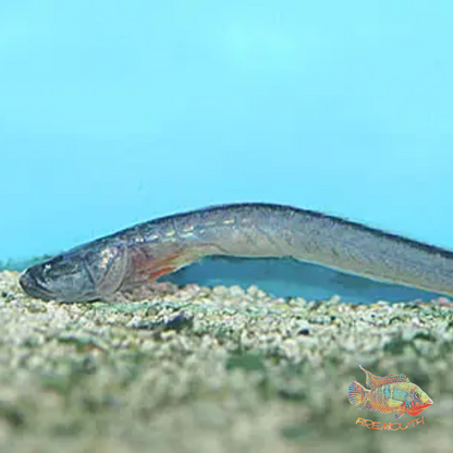 Gobioides broussonnetii 10-15cm | peces agua dulce