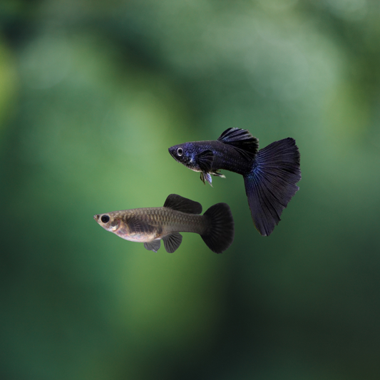 Guppy full black pareja | peces agua dulce