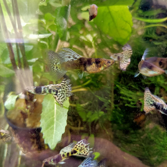 Guppy King Cobra pareja | peces agua dulce