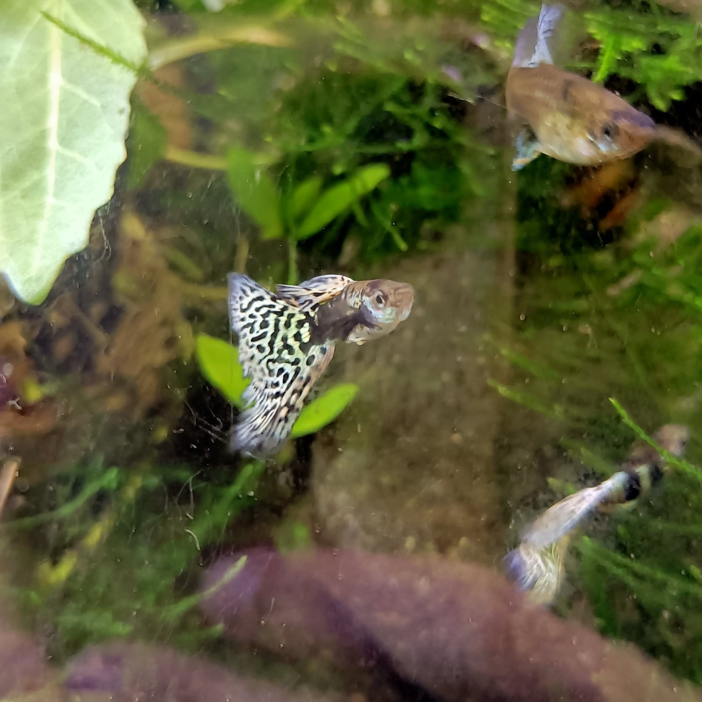Guppy King Cobra pareja | peces agua dulce