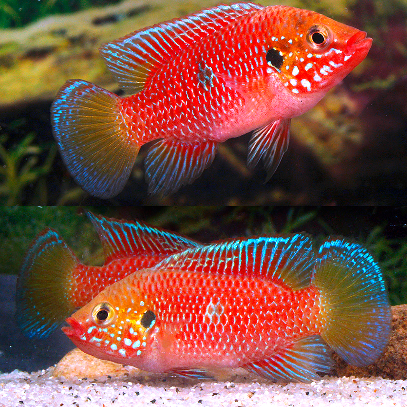 Hemichromis sp red gabun 3-4cm | Pez joya