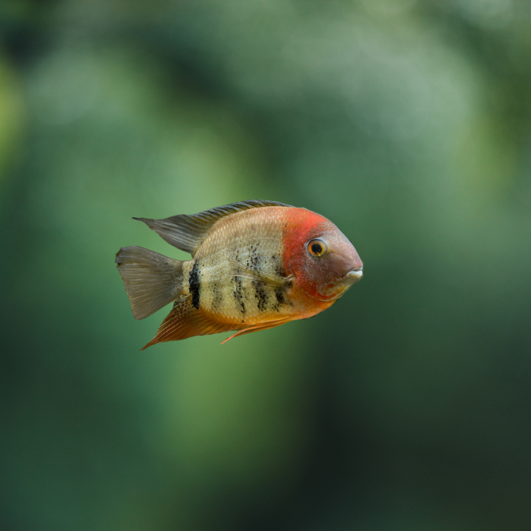 Heros sp Rotkeil 10-12cm