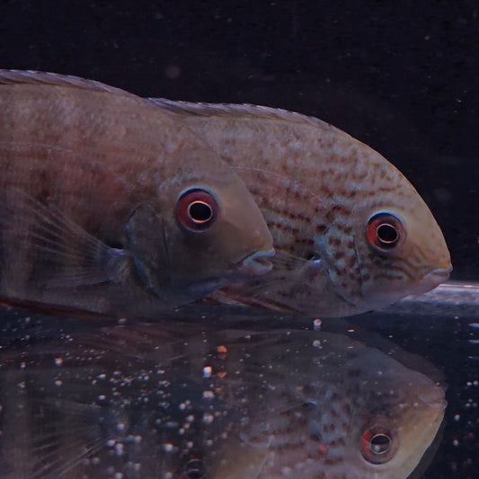 Heros severus Northeast 10-14 cm – Hudson Crizanto