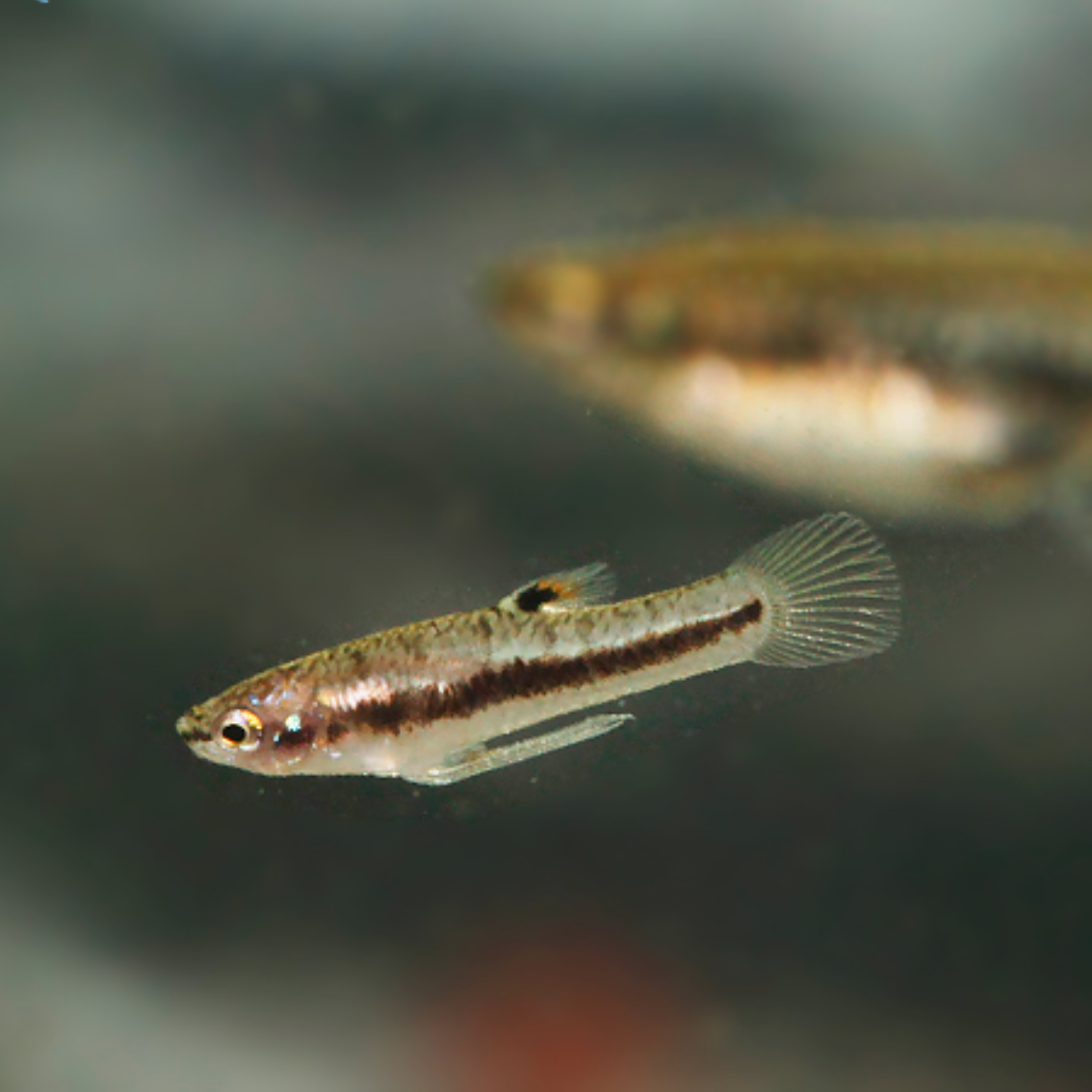 Heterandria formosa – Pez mosquito enano talla md