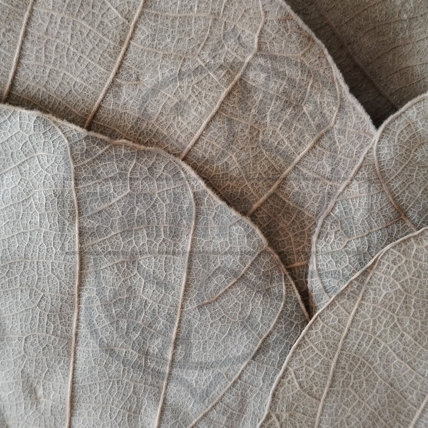 Hoja Cobra - pack 10 unidades