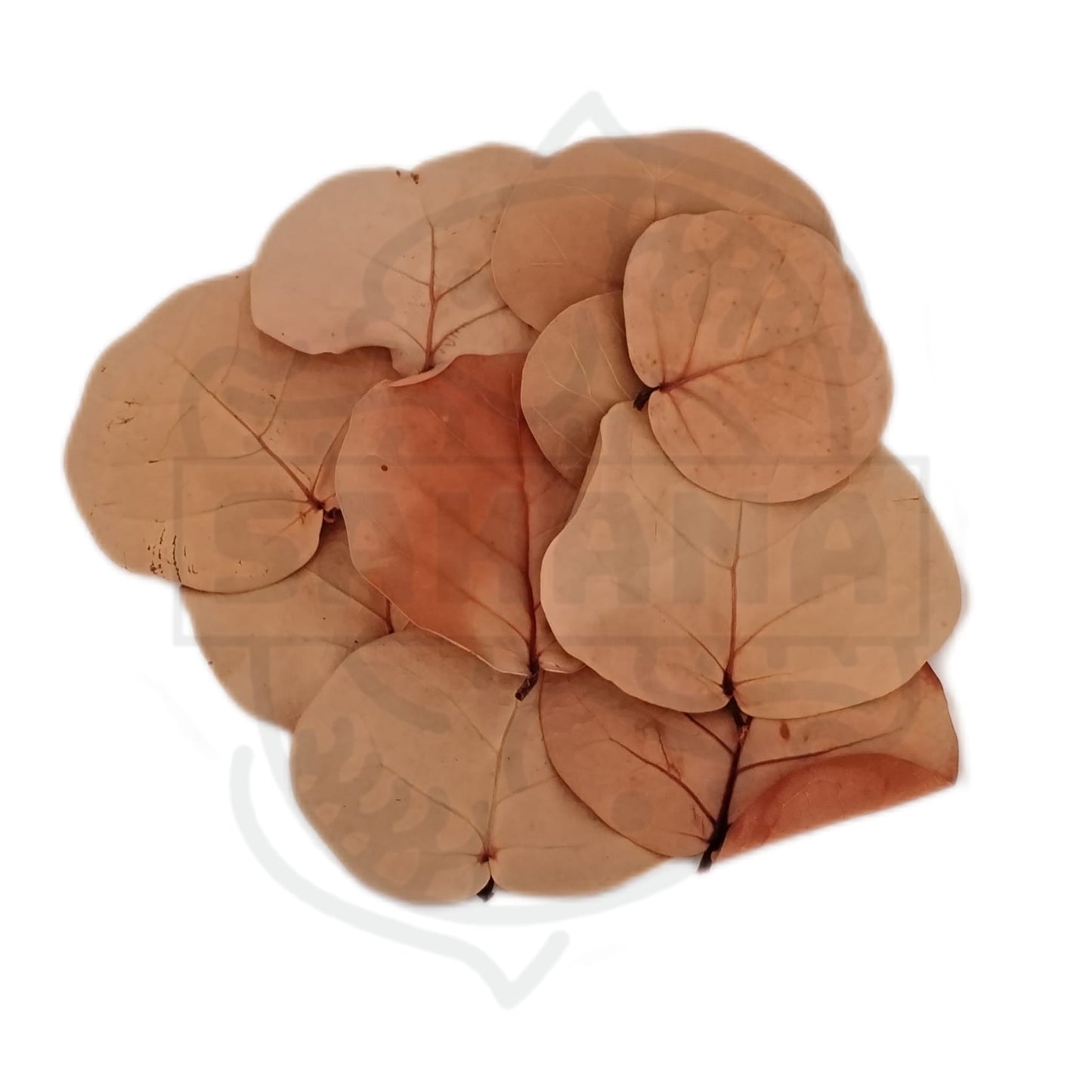 Hoja Coccoloba - pack de 10 unidades