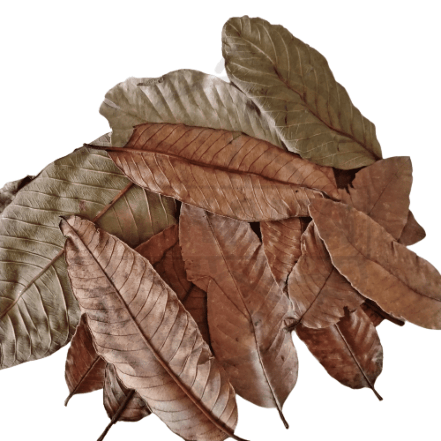 Hoja Guava - pack 10 unidades