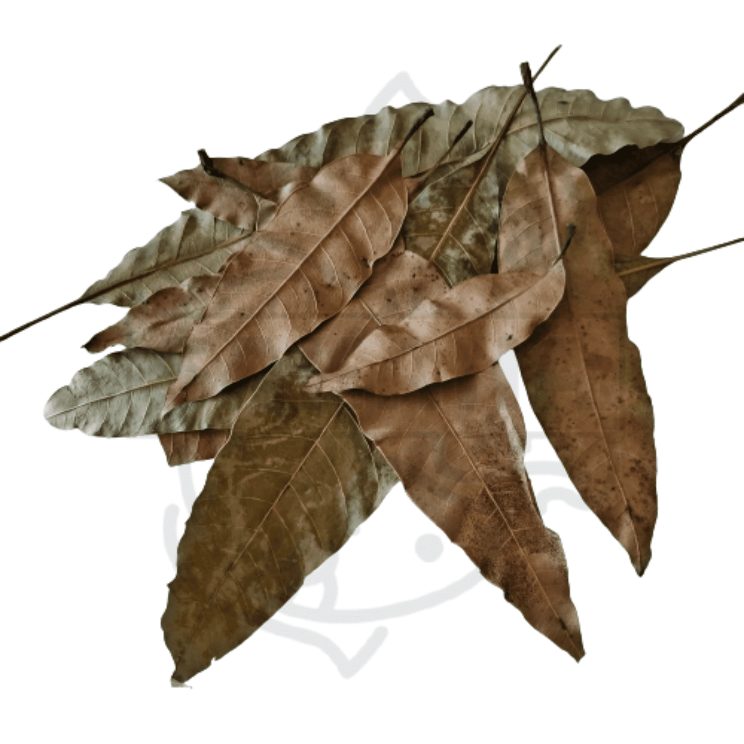 Hoja Mango - Pack 10 unidades