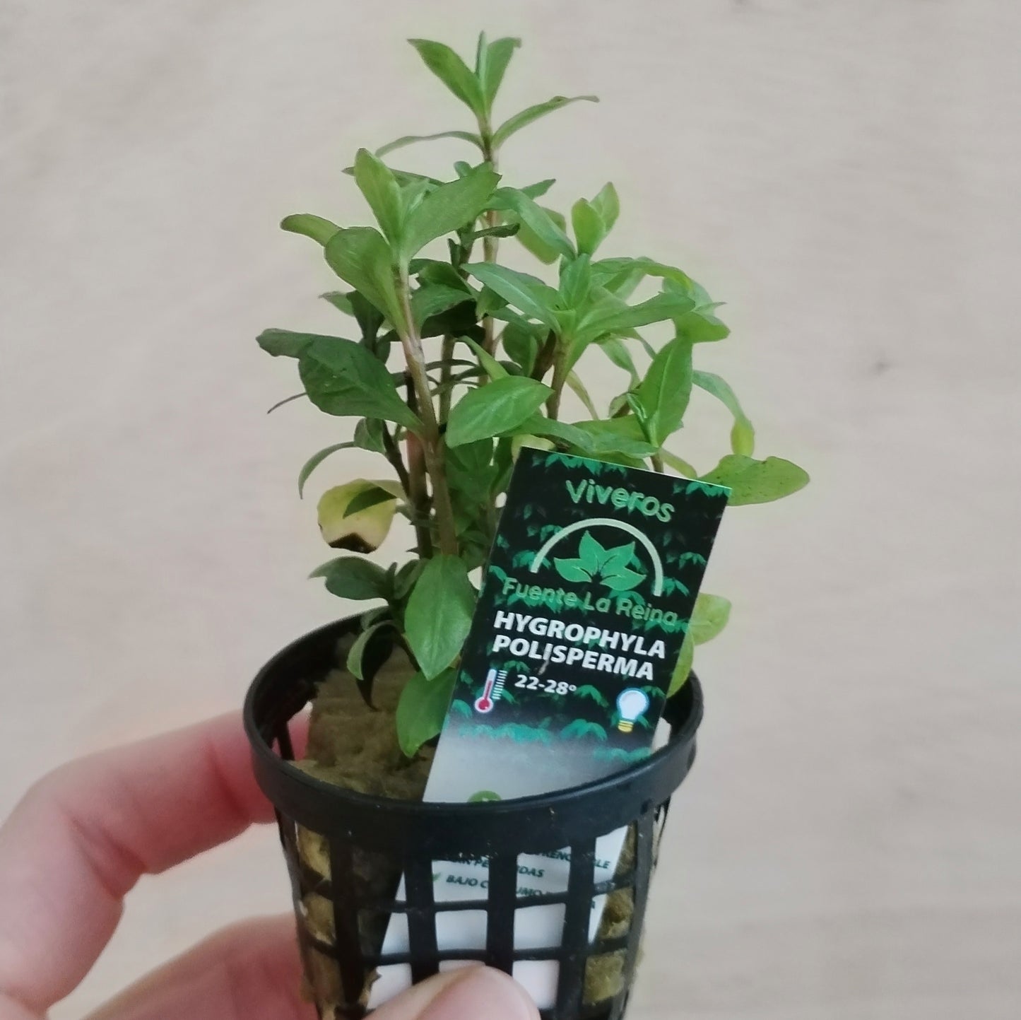 Hygrophyla polisperma | oferta
