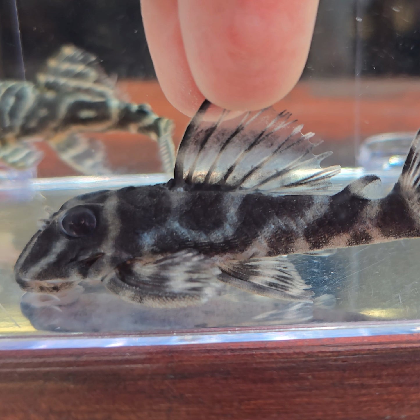 Hypancistrus L199 - pleco cebra inirida talla 5cm