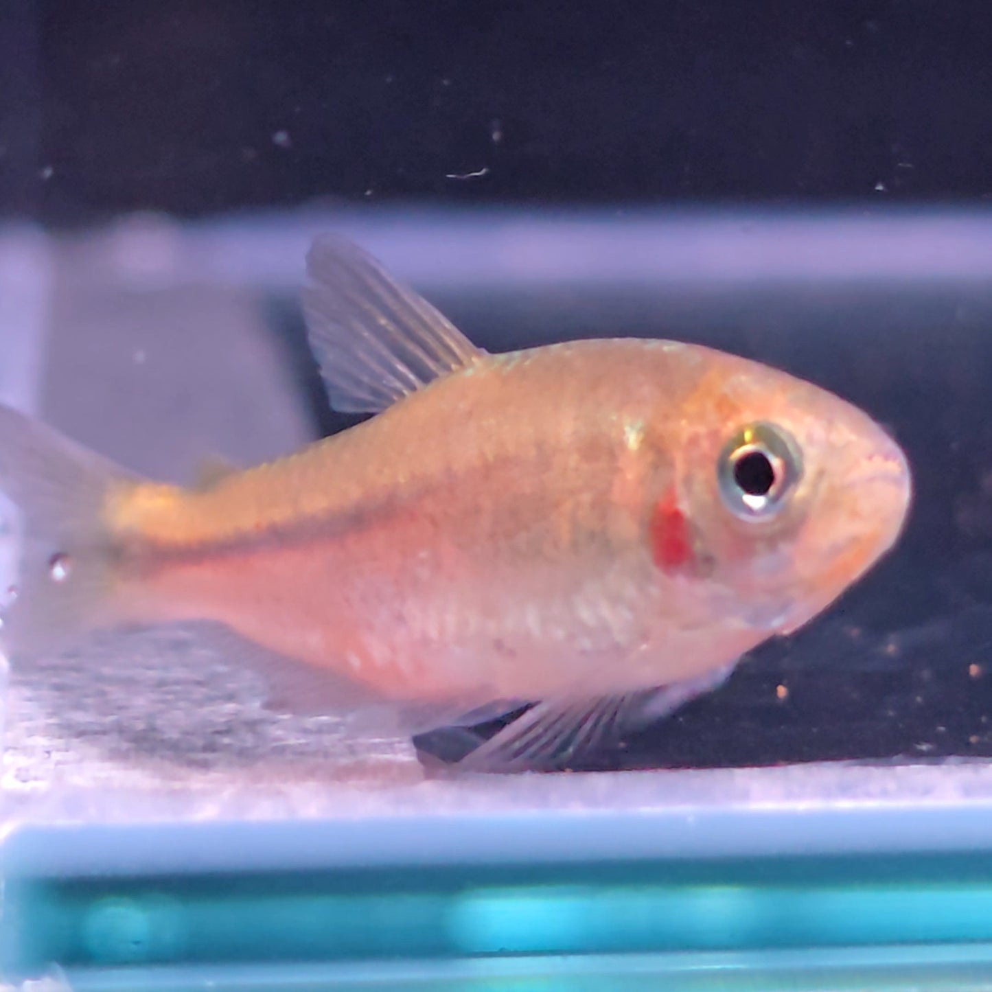 Hyphessobrycom vinaceus Rrare red tetra – Hudson Crizanto