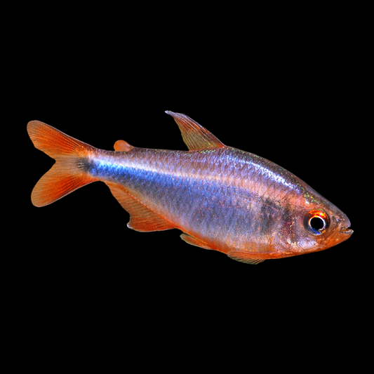 Hyphessobrycon Wadai Shine | peces agua dulce