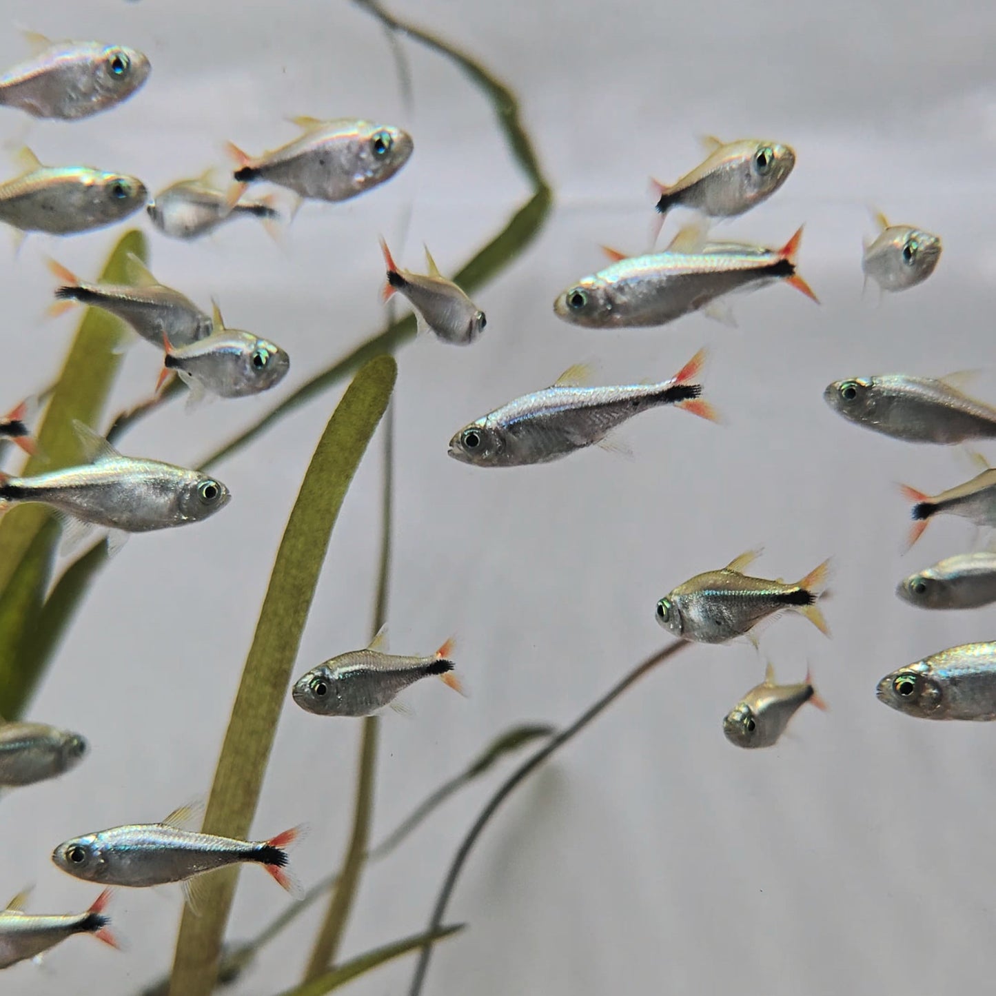 Hyphessobrycon eos md