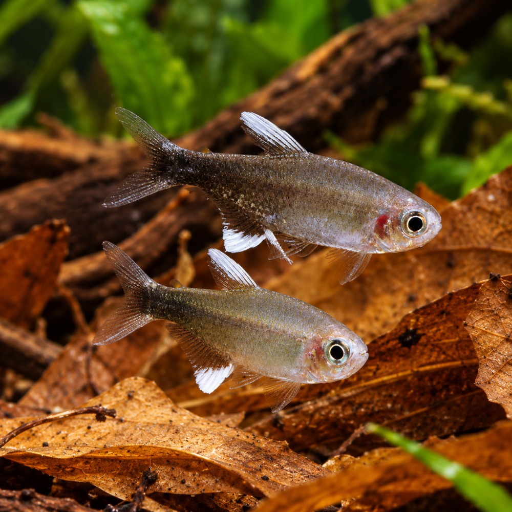 Hyphessobrycon negodagua talla md-lg