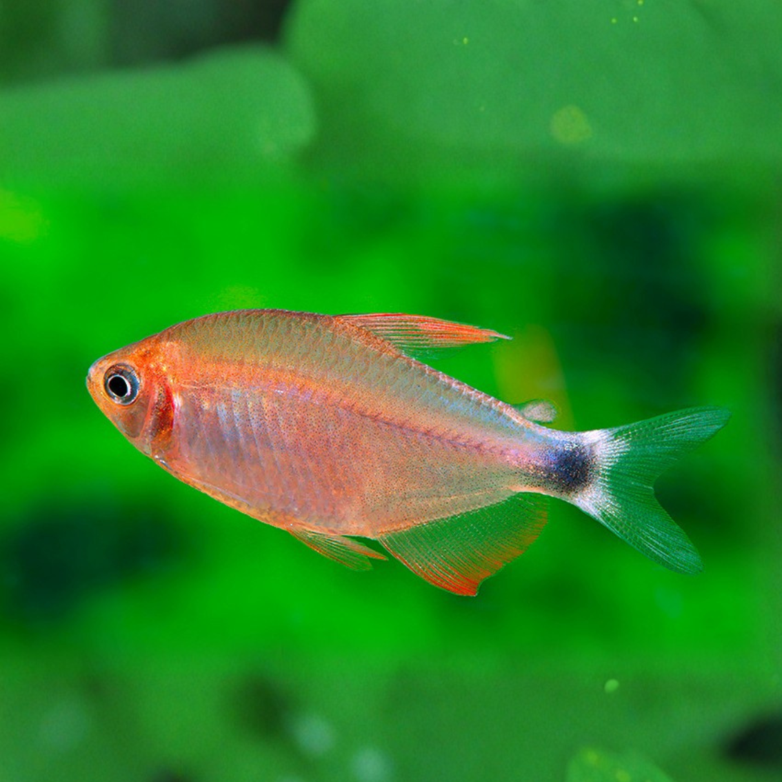 Hyphessobrycon peugeotorum talla md