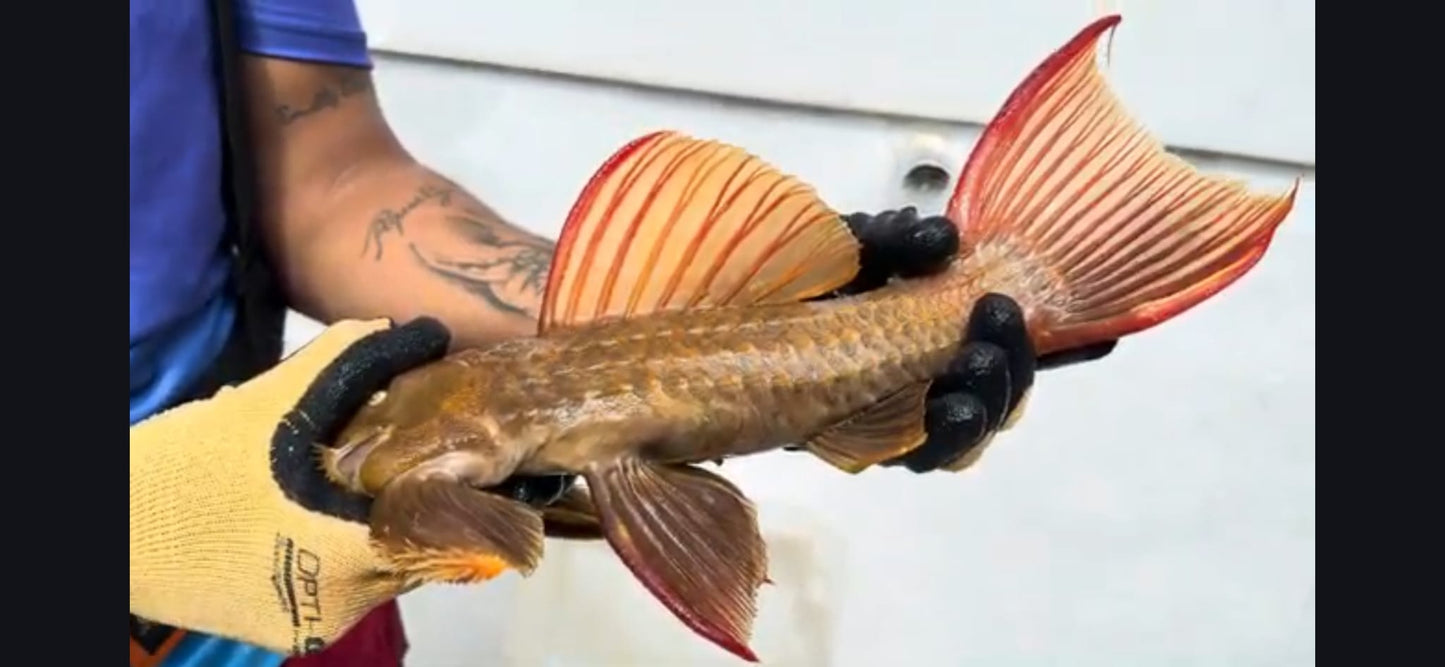 Pseudacanthicus pitanga L24 Super Red 39-40 cm – Hudson Crizanto