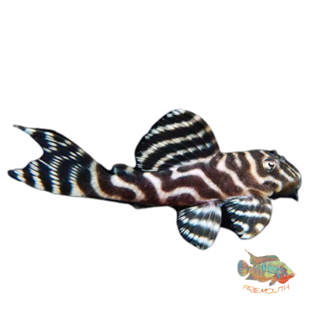 Hypancistrus sp. L333 - 4 cms