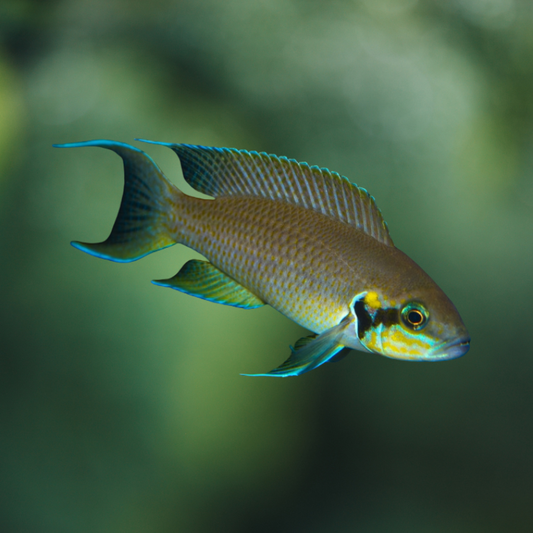 Lamprologus Bichardi | peces agua dulce
