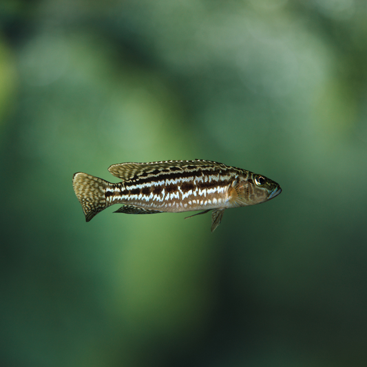 Lamprologus Nkambae 8-12 | peces agua dulce
