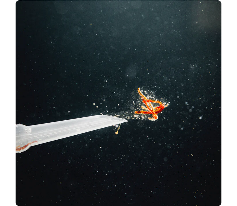 StreamBiz Pure Nature Red Mosquito Larvae 100 ml