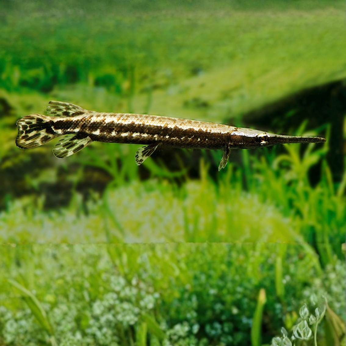 Lepisosteus oculatus 10-12cm