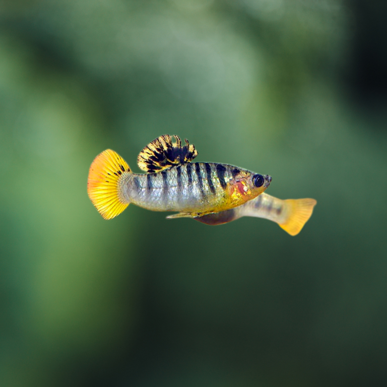 Limia Nigrofasciata 3 4 peces agua dulce FiremouthAquaristic