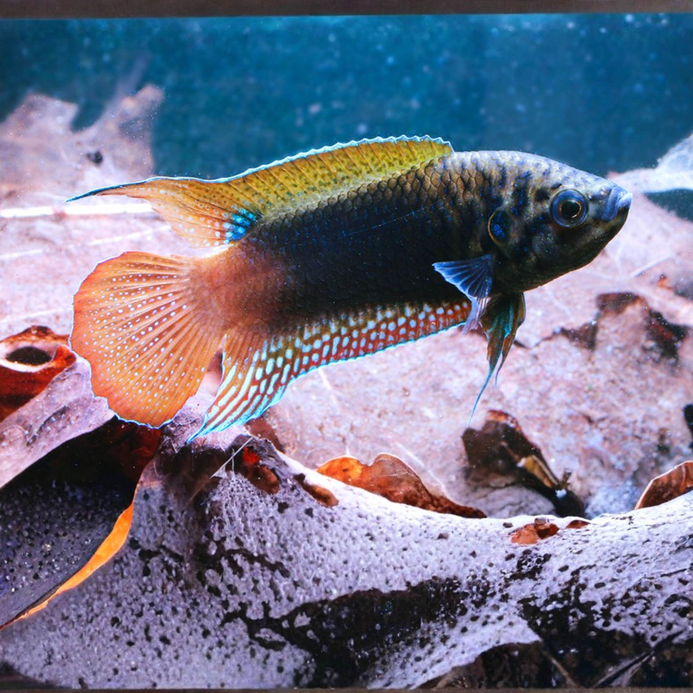 Macropodus ocellatus 3-4cm