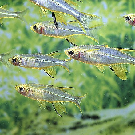 Telmatherina ladigesi md-lg