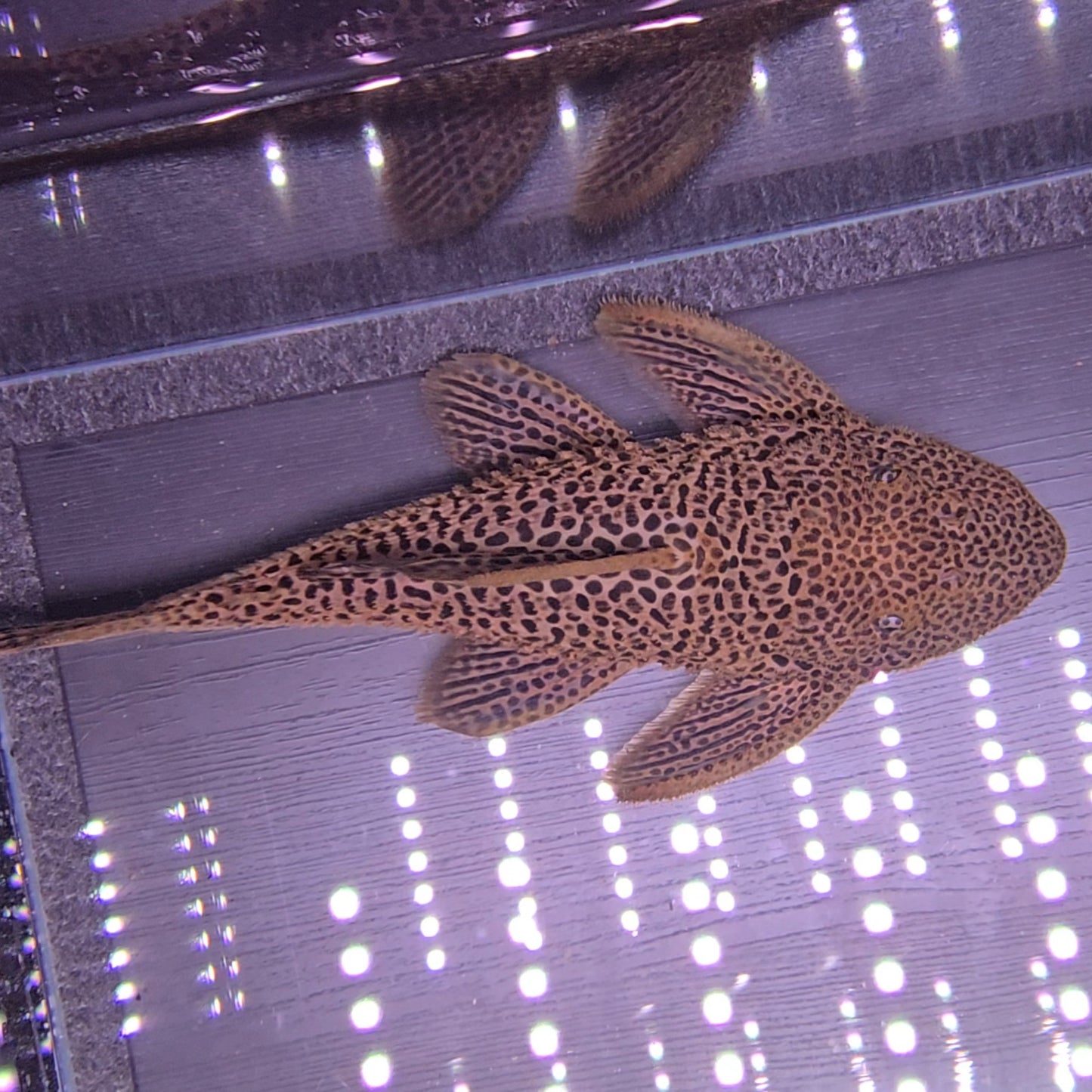 Megalancistrus barrae Golden 20-23 cm – Hudson Crizanto