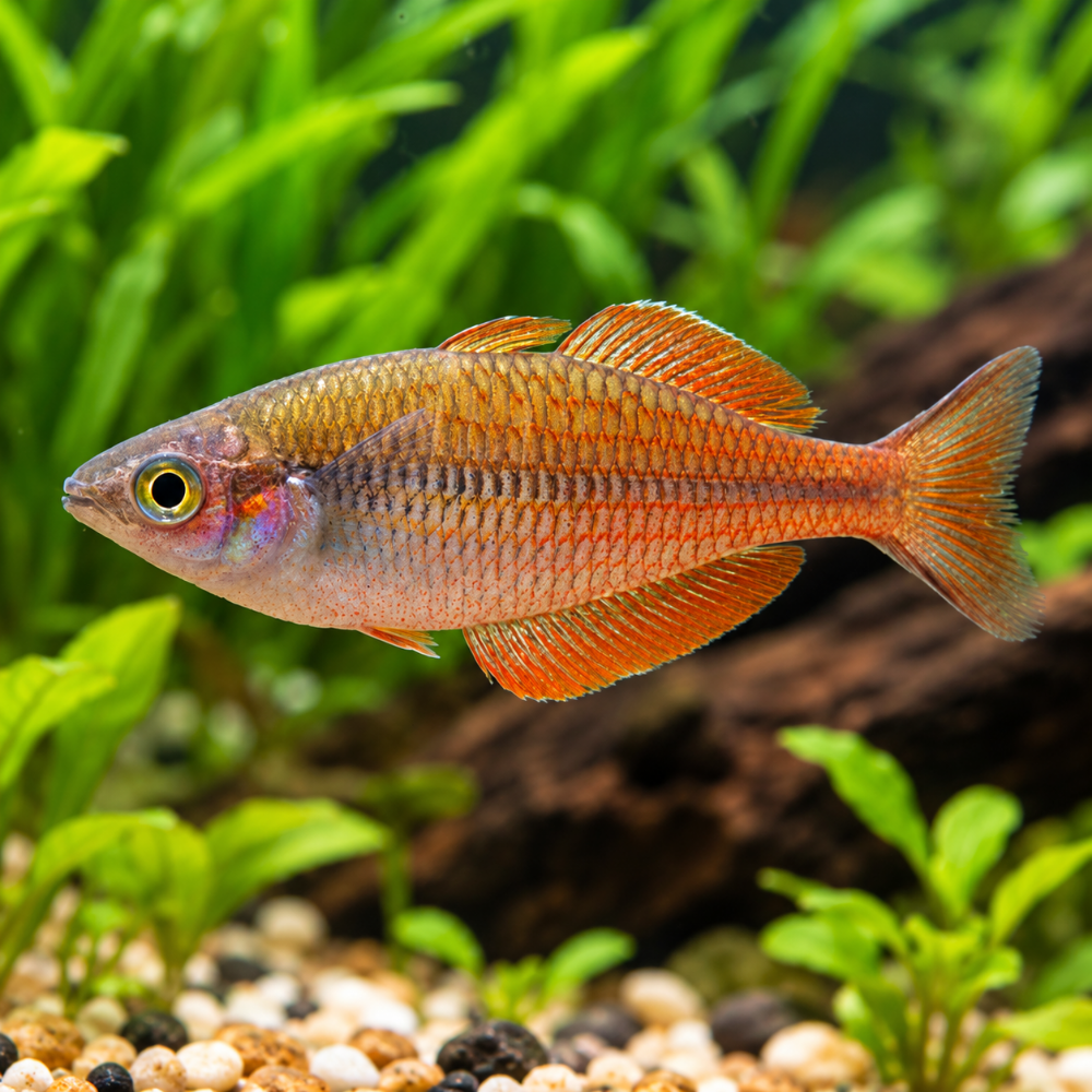 Melanotaenia parva talla 4-5 cm